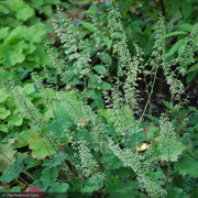 Coral Bells, Autumn Bride #1